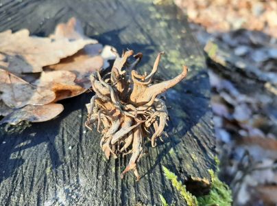 Hrčiarka Andricus caputmedusae