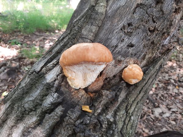Fungus Inonotus hispidus 