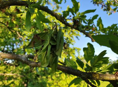 Monili&oacute;za k&ocirc;stkov&iacute;n