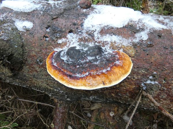 Red banded polypore