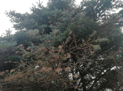 Piliarka horsk&aacute;