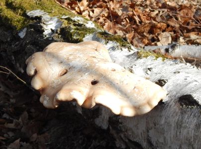 Brezovn&iacute;k obyčajn&yacute;