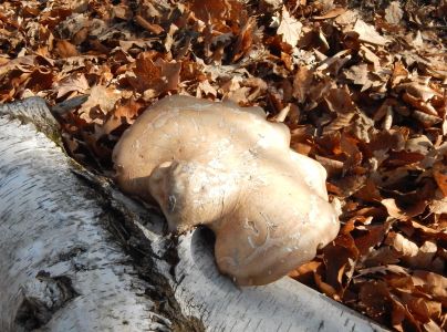 Brezovn&iacute;k obyčajn&yacute;