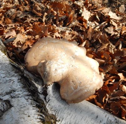 Piptoporus betulinus 