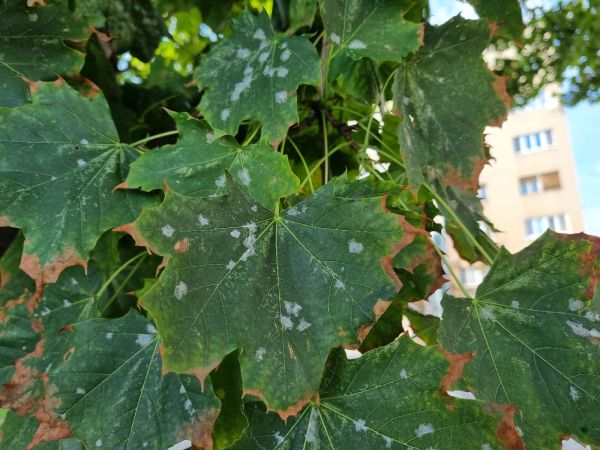 Powdery mildew of maple