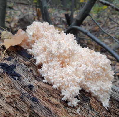 A - nie je v datab&aacute;ze