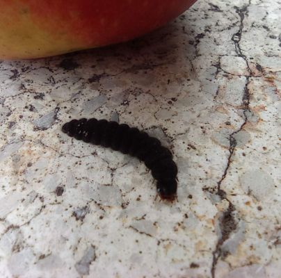 A - nejednoznačne určen&yacute;, nie sme si ist&iacute;