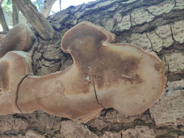 Hartig&acute;s white trunk rot