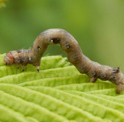 A - nie je v datab&aacute;ze