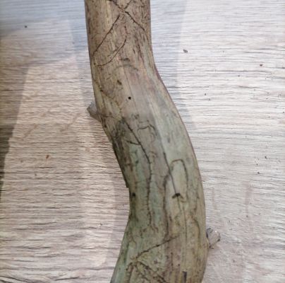 Pityogenes bidentatus 