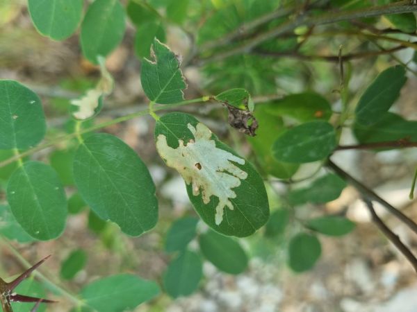 Locust digitate leaf miner