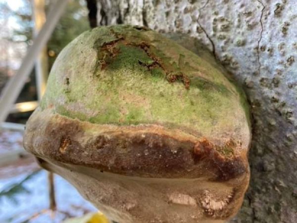 Hartig&acute;s white trunk rot