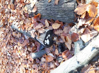 Klanolupeňovka obyčajn&aacute;