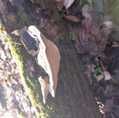 A - nejednoznačne určen&yacute;, nie sme si ist&iacute;