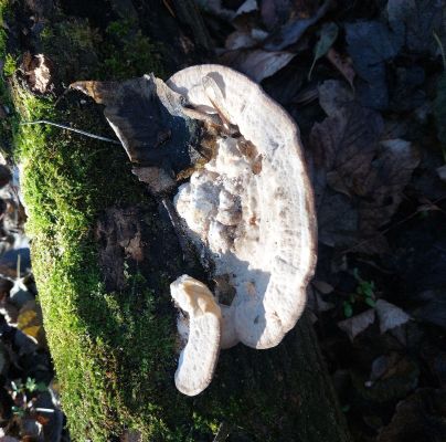 A - nejednoznačne určen&yacute;, nie sme si ist&iacute;