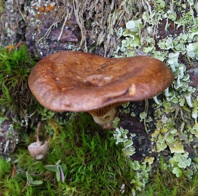 A - nie je v datab&aacute;ze