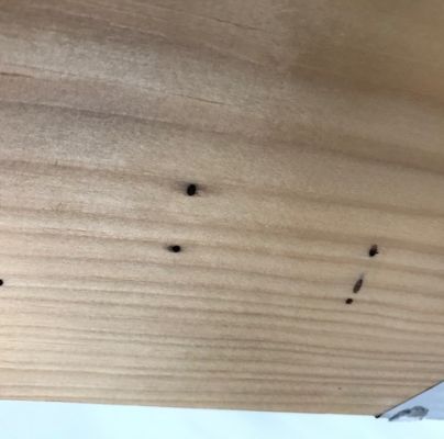 Trypodendron lineatum