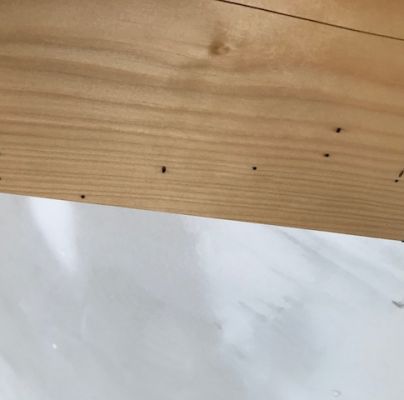 Trypodendron lineatum