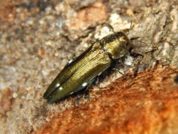 Oak splendour beetle
