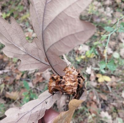 Andricus dentimitratus