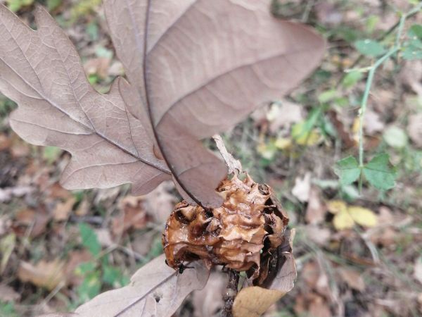 Gall wasp Andricus dentimitratus