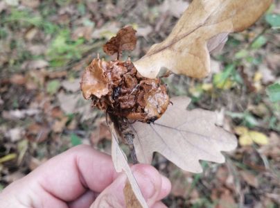 Hrčiarka Andricus dentimitratus