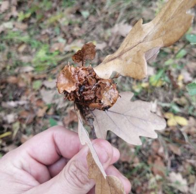 Andricus dentimitratus