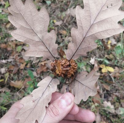 Andricus dentimitratus