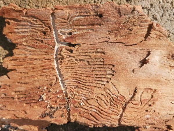 Ash bark beetle