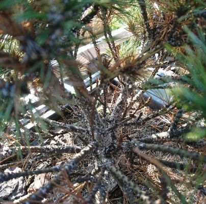 Pineus strobi  