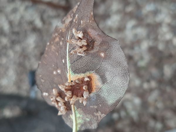 European pear rust