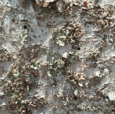 A - nejednoznačne určen&yacute;, nie sme si ist&iacute;