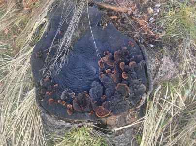 Tr&aacute;movka plotov&aacute;