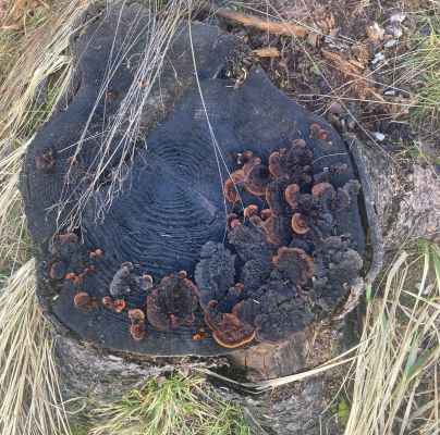 Gloeophyllum sepiarium 