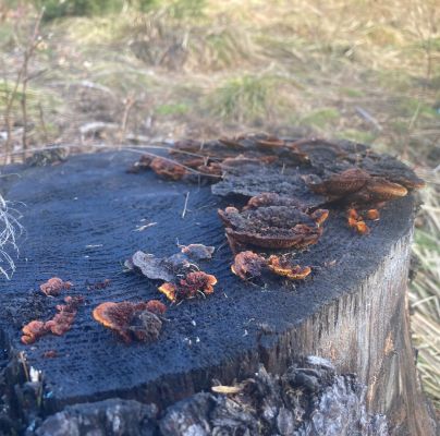 Gloeophyllum sepiarium 