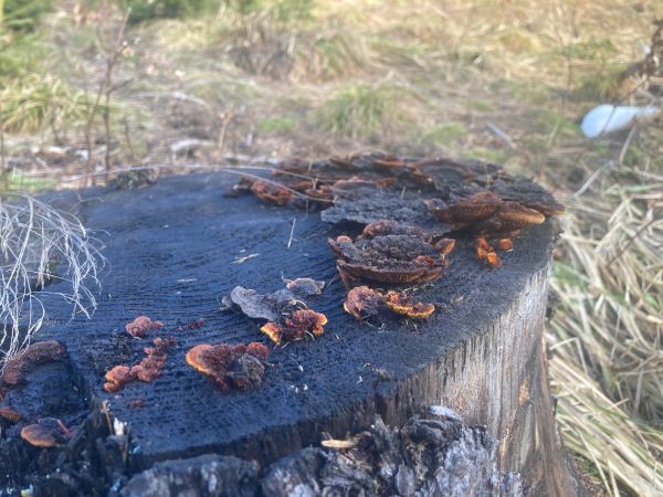 Yellow-red gill polypore