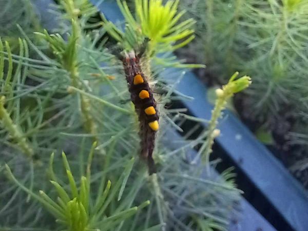 Rusty tussock moth