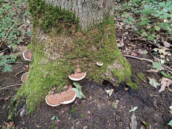 Ganoderma applanatum (= lipsiense)
