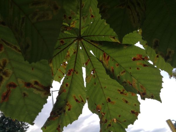 Horse-chestnut leaf miner