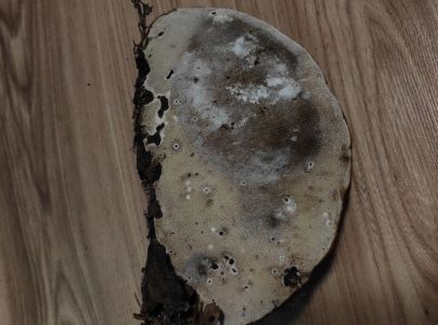 Pr&aacute;chnovček p&aacute;sikav&yacute; 