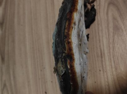 Pr&aacute;chnovček p&aacute;sikav&yacute; 