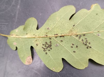 Sietnička dubov&aacute;