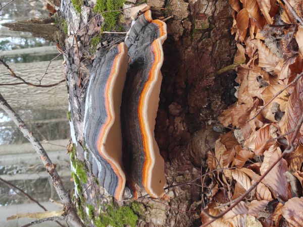 Red banded polypore