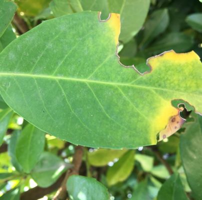 Otiorhynchus sulcatus