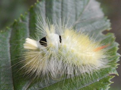 &Scaron;tetinavec orechov&yacute; 