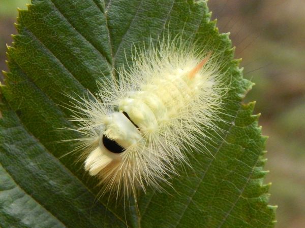 Pale tussock