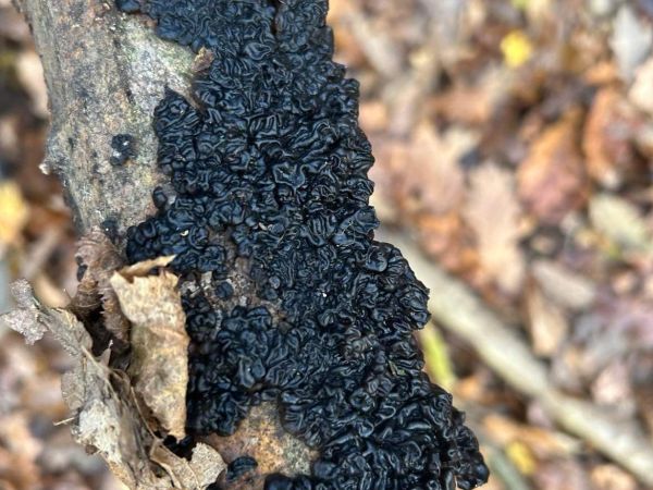 Witches&rsquo;s butter