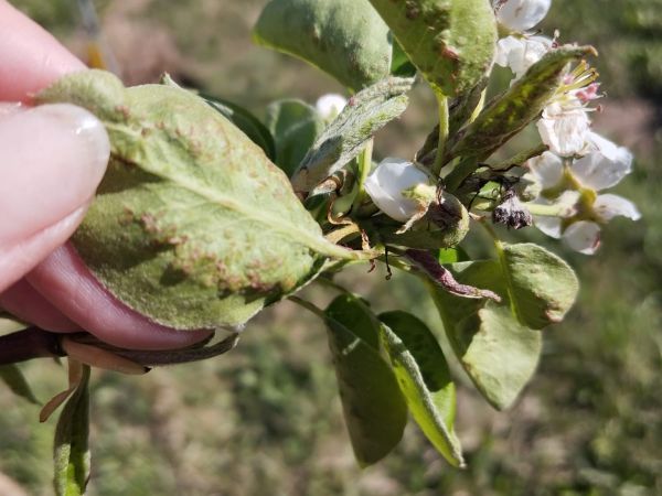 Pear leaf blister mite