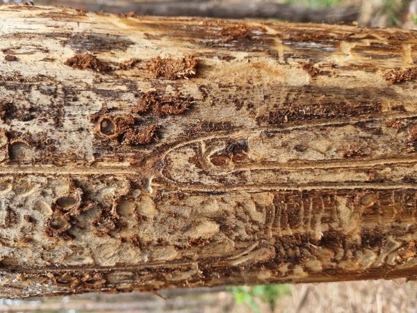 Six-toothed pine bark beetle