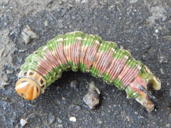 Pine hawk-moth 